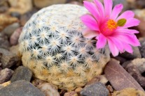 Cactus Beauty Products